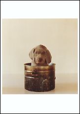 Pup Pot, 1993 Postcards (Set of 12) - ImageExchange