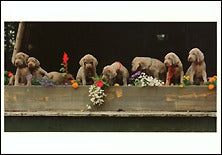 Marigolds, Petunias, Weimaraners, 1989 Postcards (Set of 12) - ImageExchange